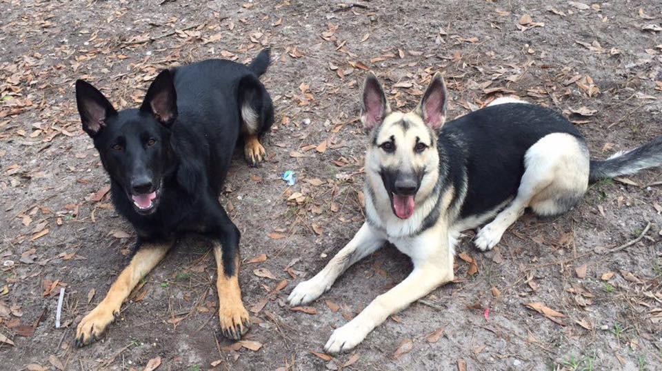 Kellie - Veterinary Technician's German Shephards