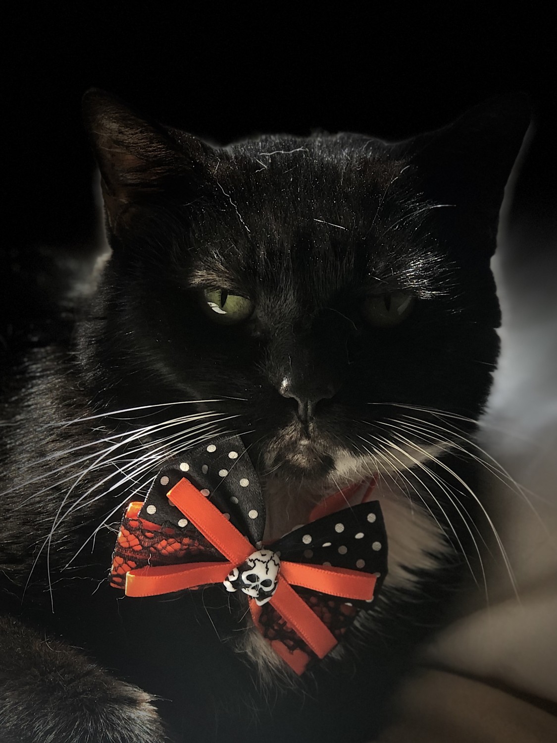 Shannon - Veterinary Receptionist's Cat