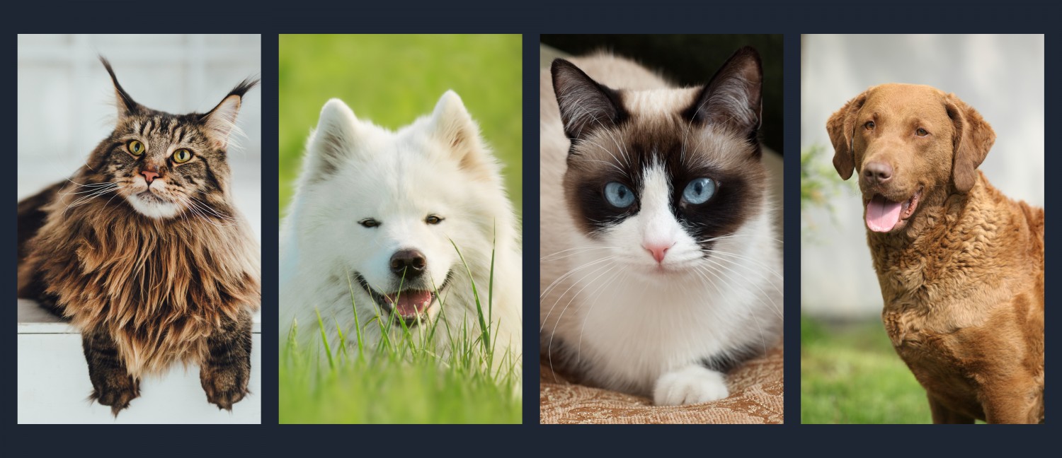 Group of animals - header image